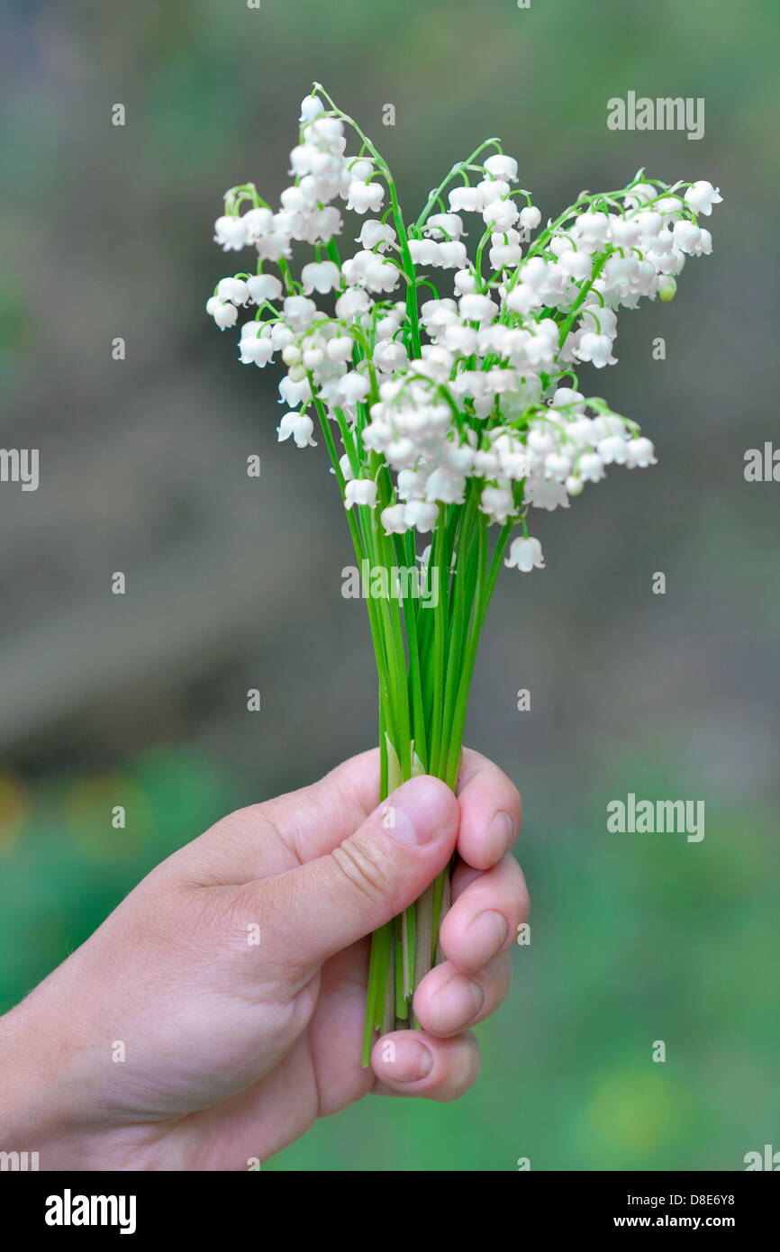 Bouquet di gigli freschi della valle in una mano femminile Foto Stock