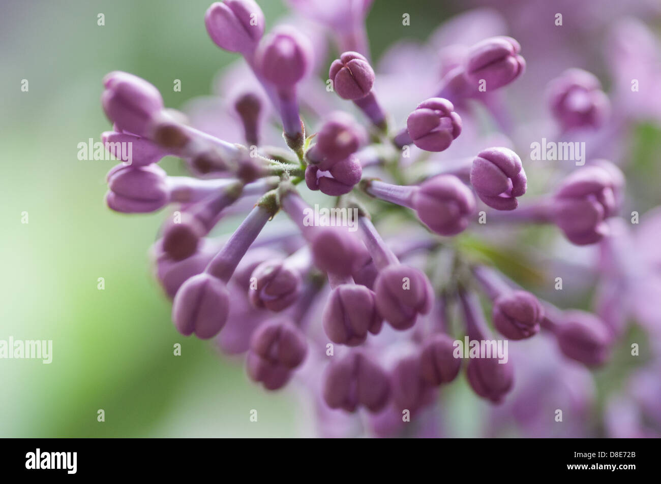 Fioritura lillà, Svezia in maggio. Lillà in macro Foto Stock