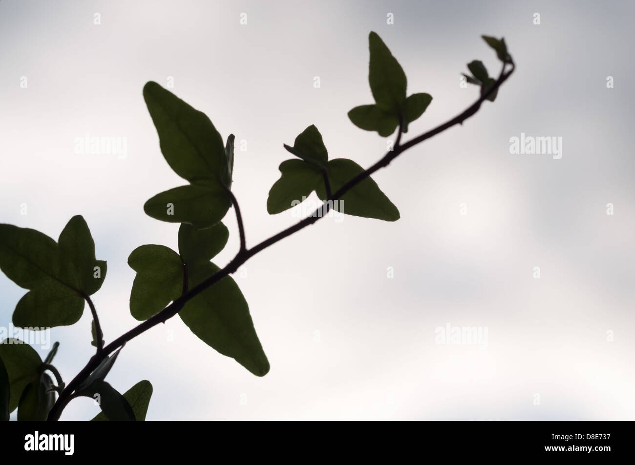 Ivy ramo con foglie di colore verde scuro in vicino a silhouette contro il cielo grigio sfondo Foto Stock