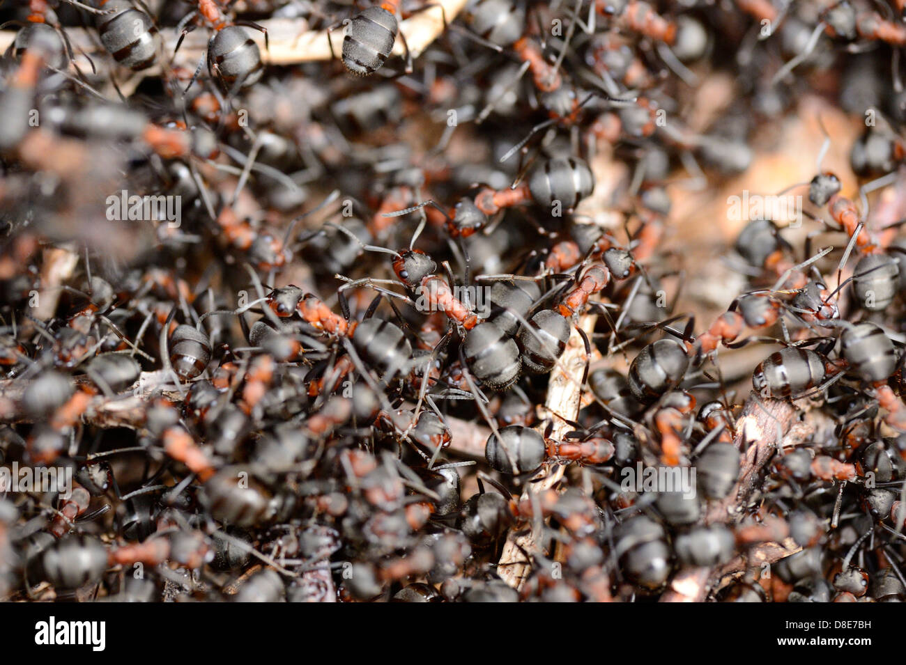 Formica formiche su un formicaio Foto Stock