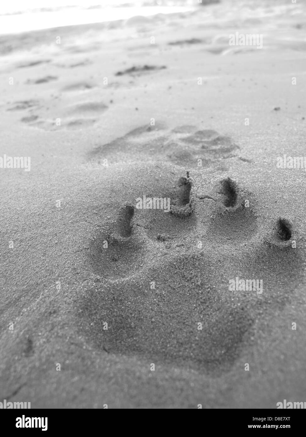 Animale stampa piede nella sabbia Foto Stock