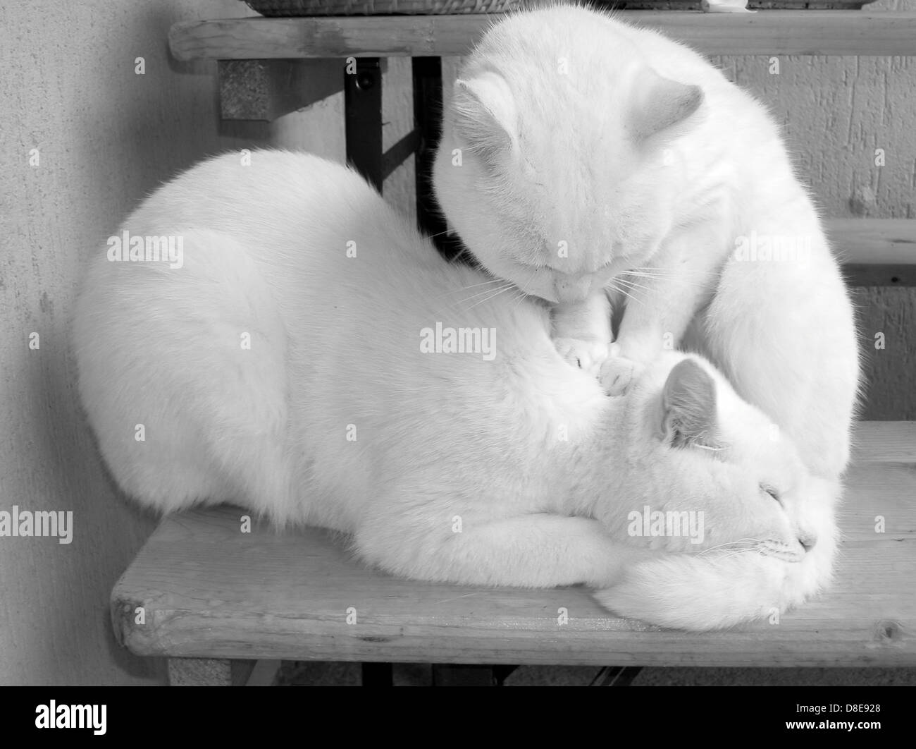 gatti bianchi Foto Stock