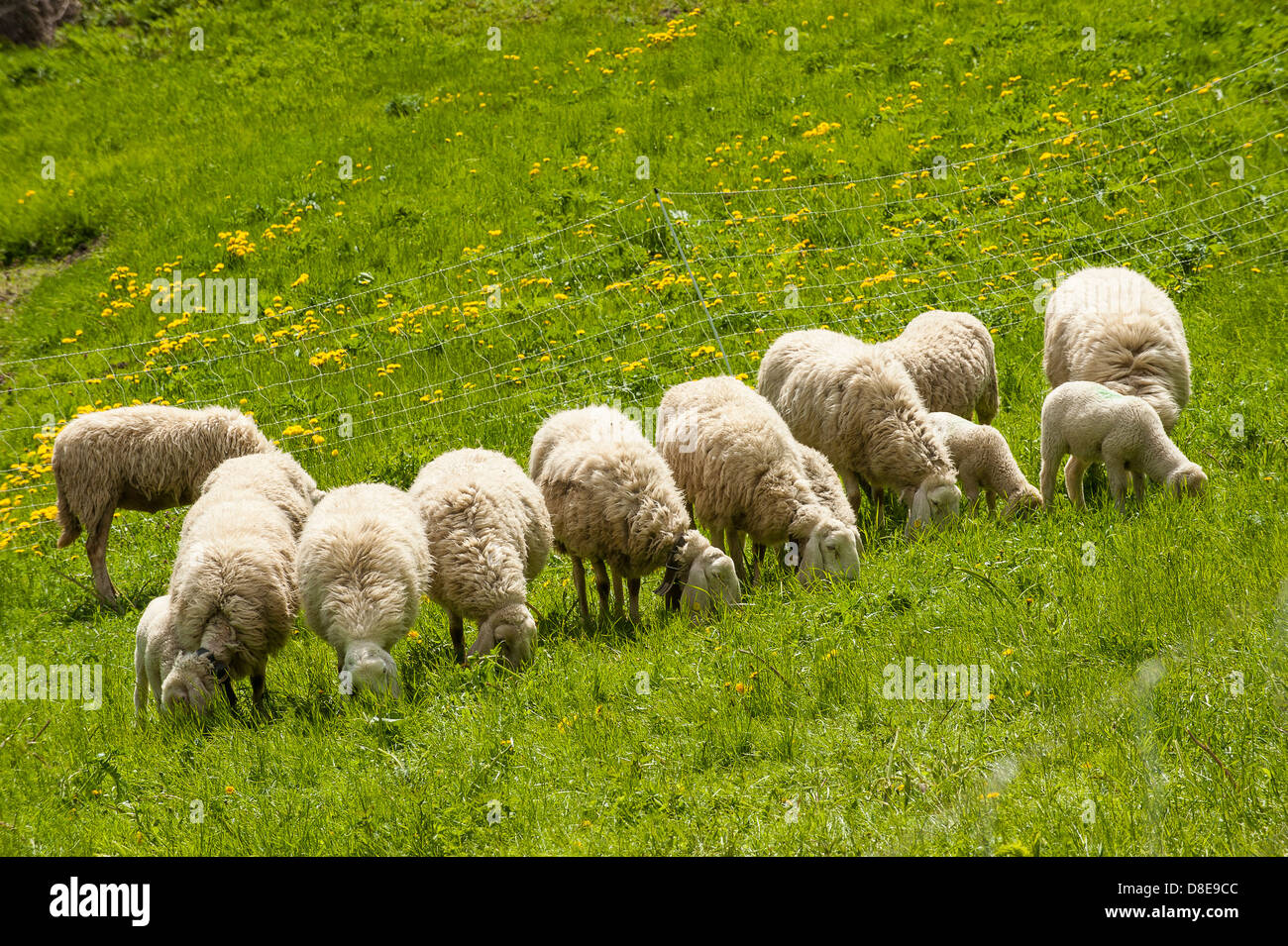 Europa Italia Piemonte in provincia di Torino Orsiera Rocciavriè park pecore a USSEAUX Foto Stock