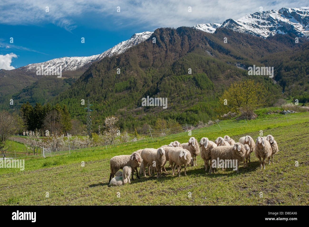 Europa Italia Piemonte in provincia di Torino Orsiera Rocciavriè park pecore a USSEAUX Foto Stock