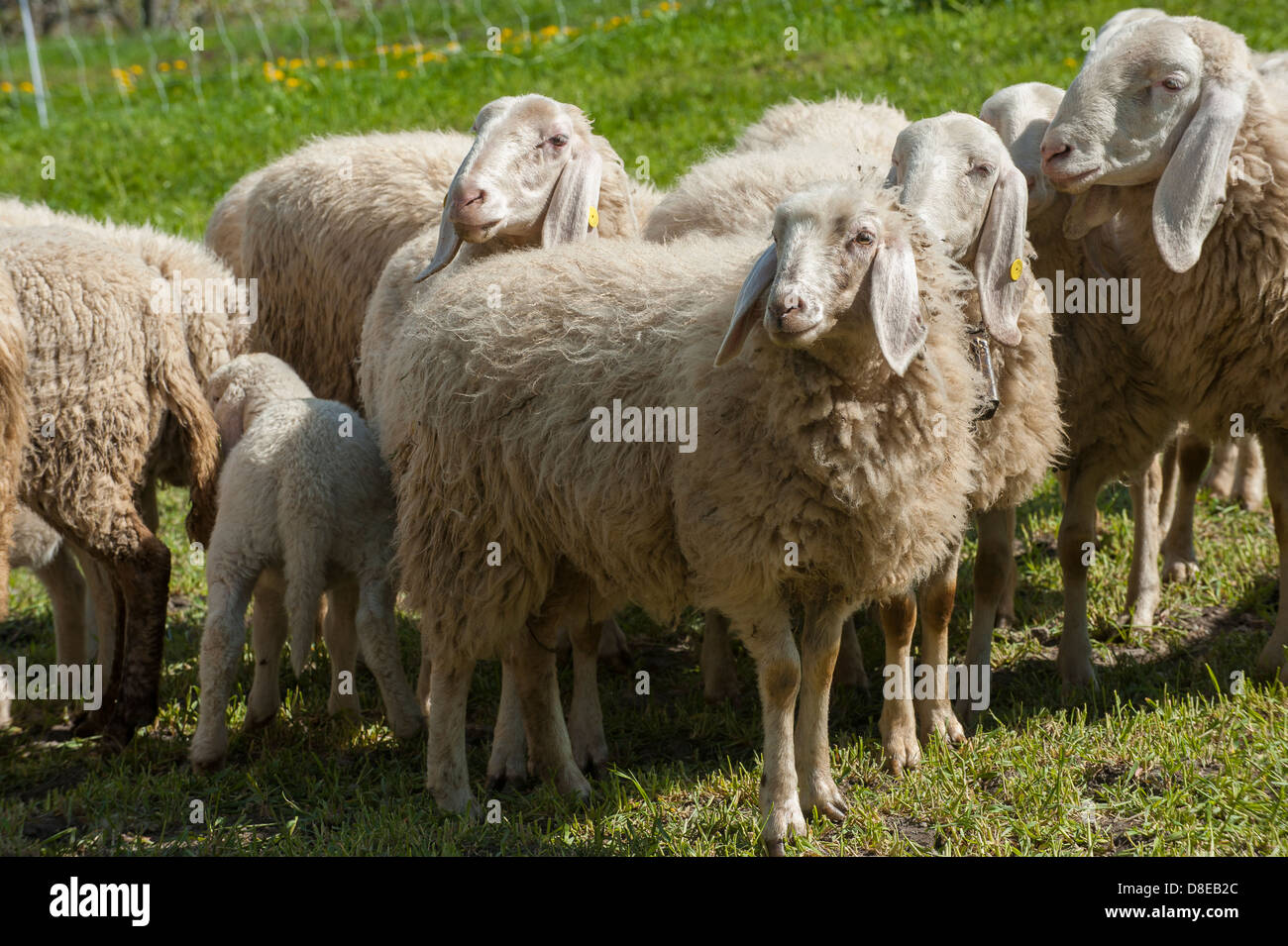 Europa Italia Piemonte in provincia di Torino Orsiera Rocciavriè park pecore a USSEAUX Foto Stock