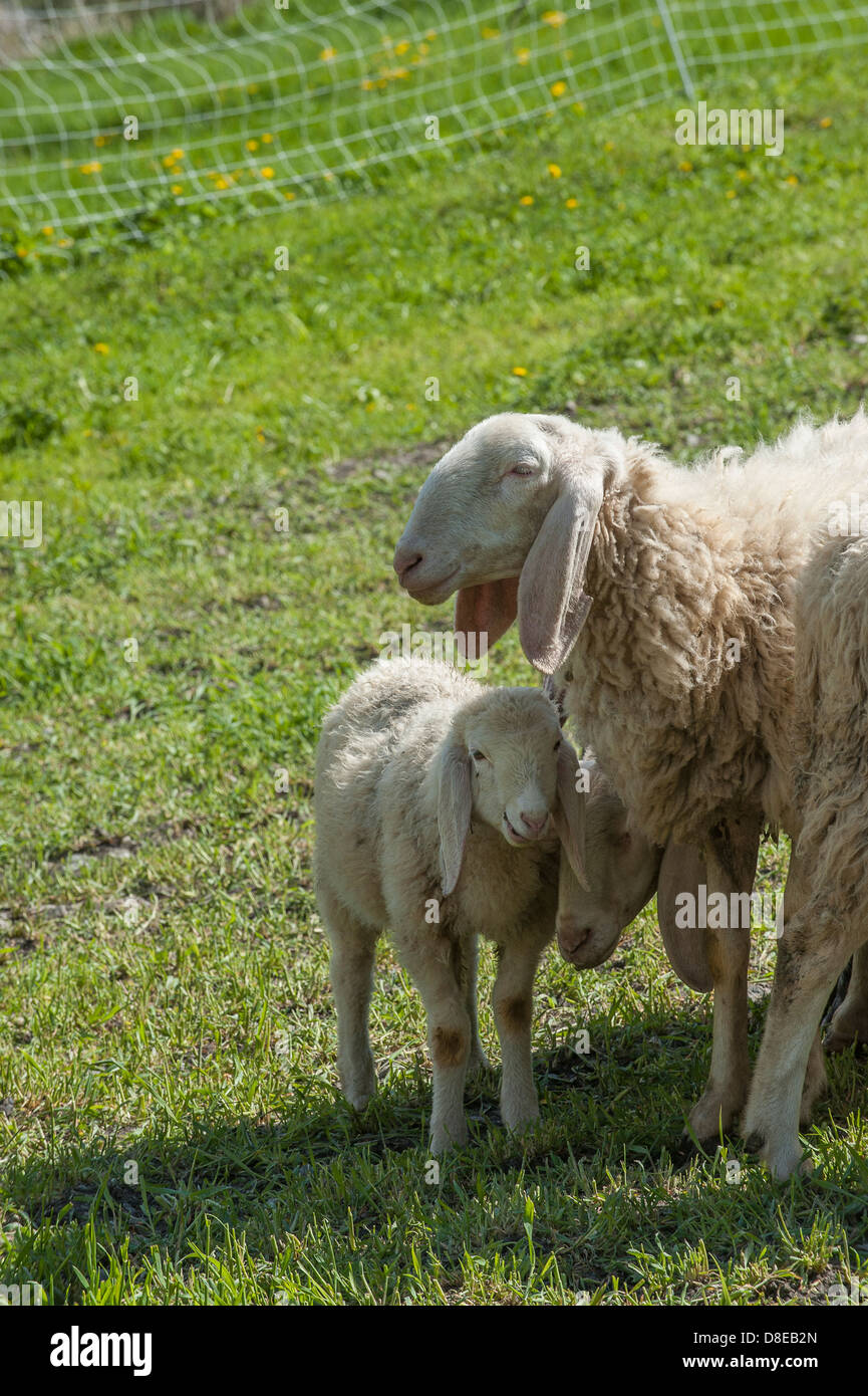 Europa Italia Piemonte in provincia di Torino Orsiera Rocciavriè park pecore a USSEAUX Foto Stock