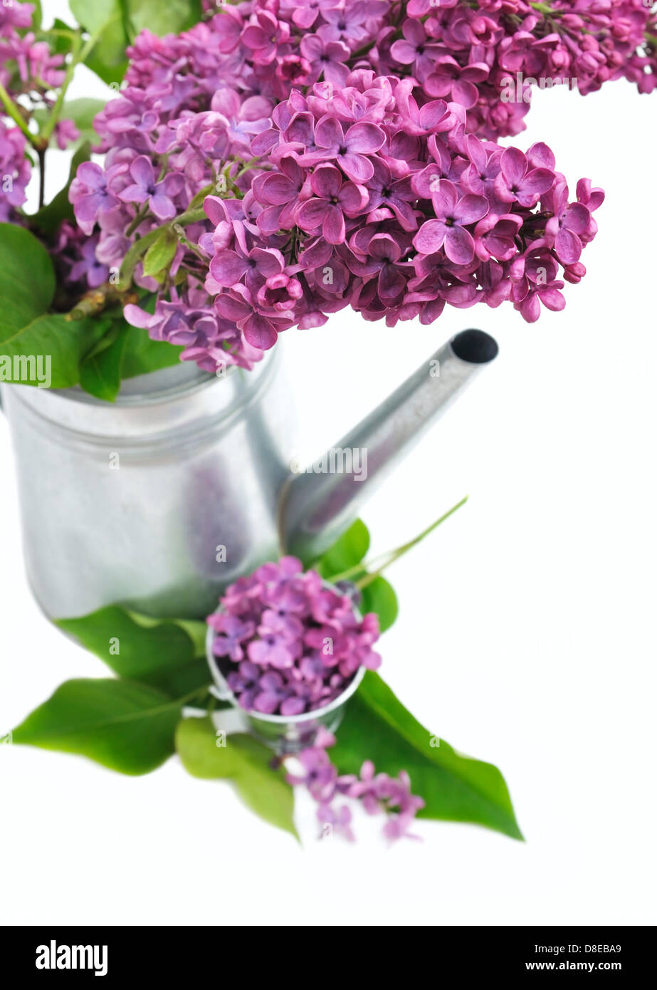 Bouquet di lilla in un annaffiatoio con petali di fiori sul pot su sfondo bianco Foto Stock