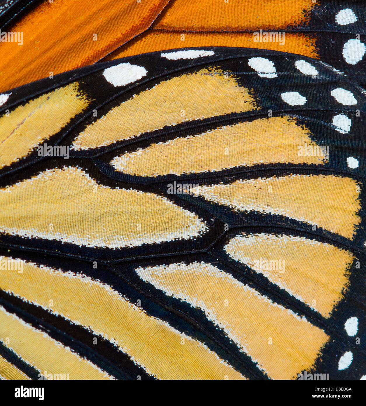 Farfalla monarca (Danaus plexippus) ala dettaglio, Florida, Stati Uniti d'America. Foto Stock