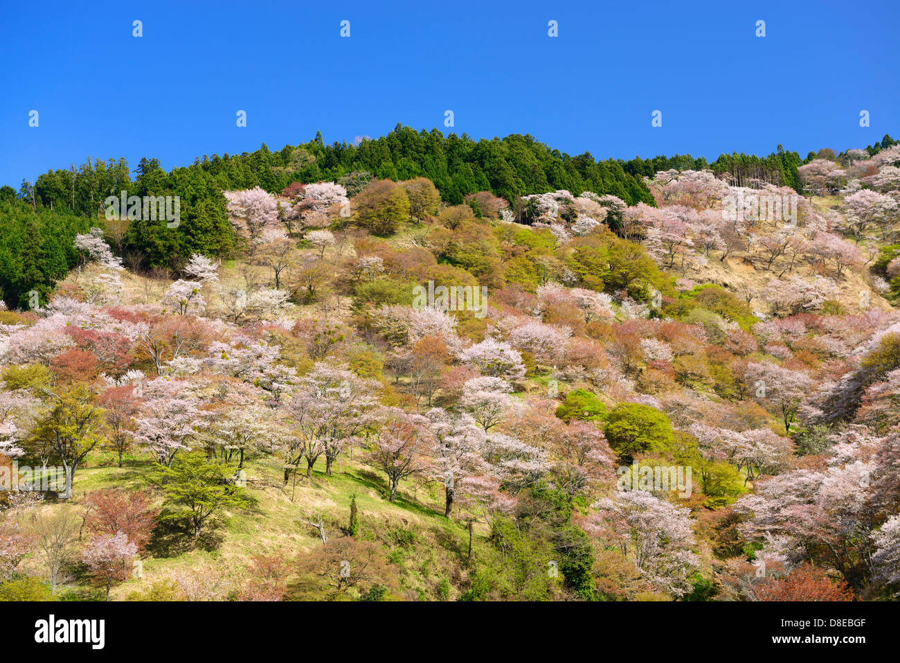 Yoshinoyama Fiori Ciliegio Foto Stock