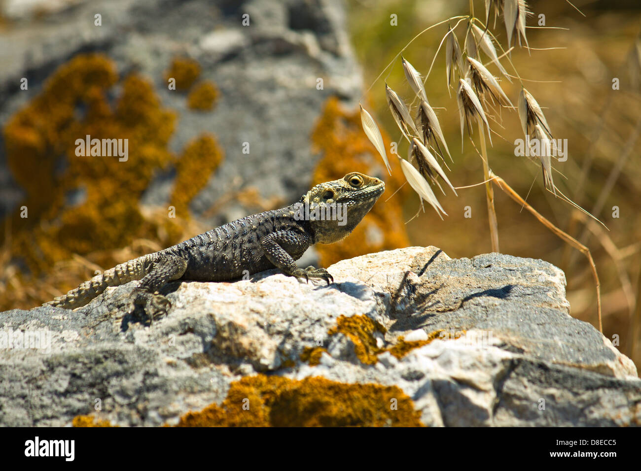 Starred AGAMA SA (Laudakia stellio) lizard su una roccia presso l'isola di Delos in Grecia Foto Stock