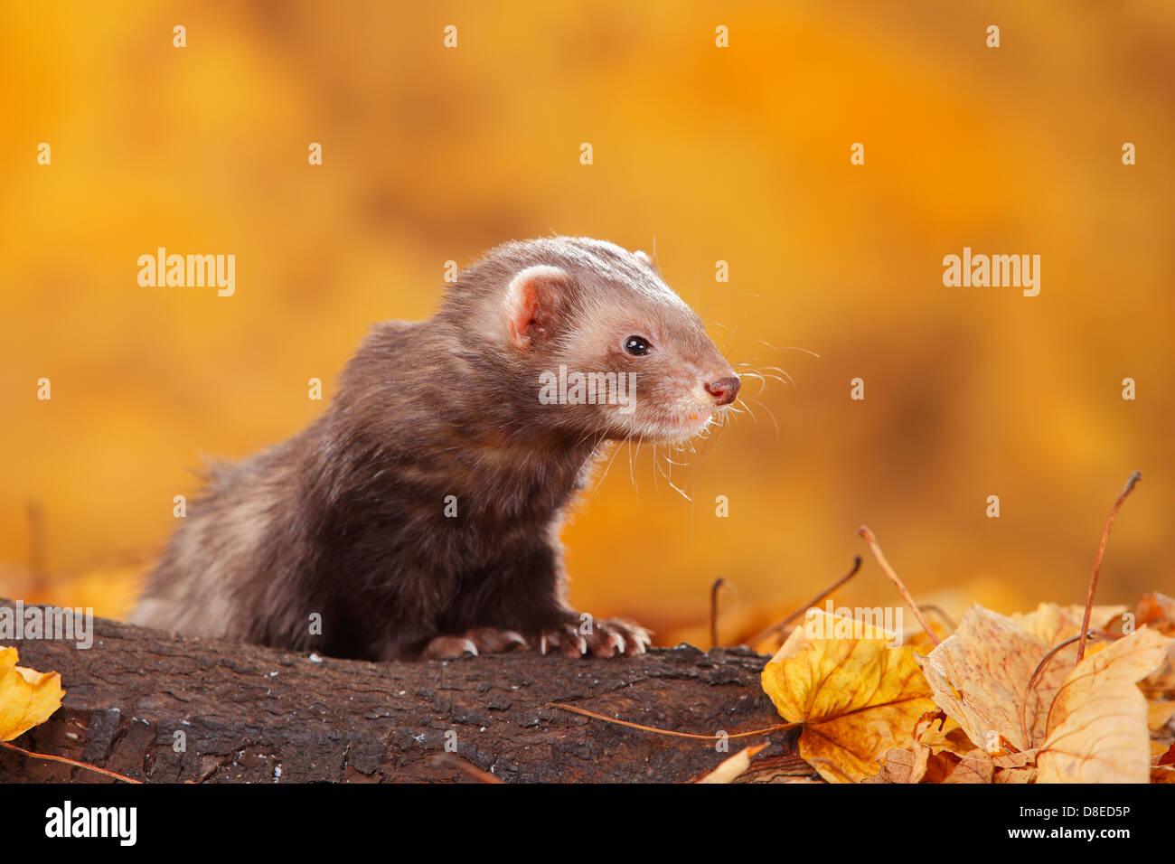 Ferret / (Mustela putorius forma domestica) / fogliame di autunno |Frettchen / (Mustela putorius forma domestica) / Herbstlaub Foto Stock