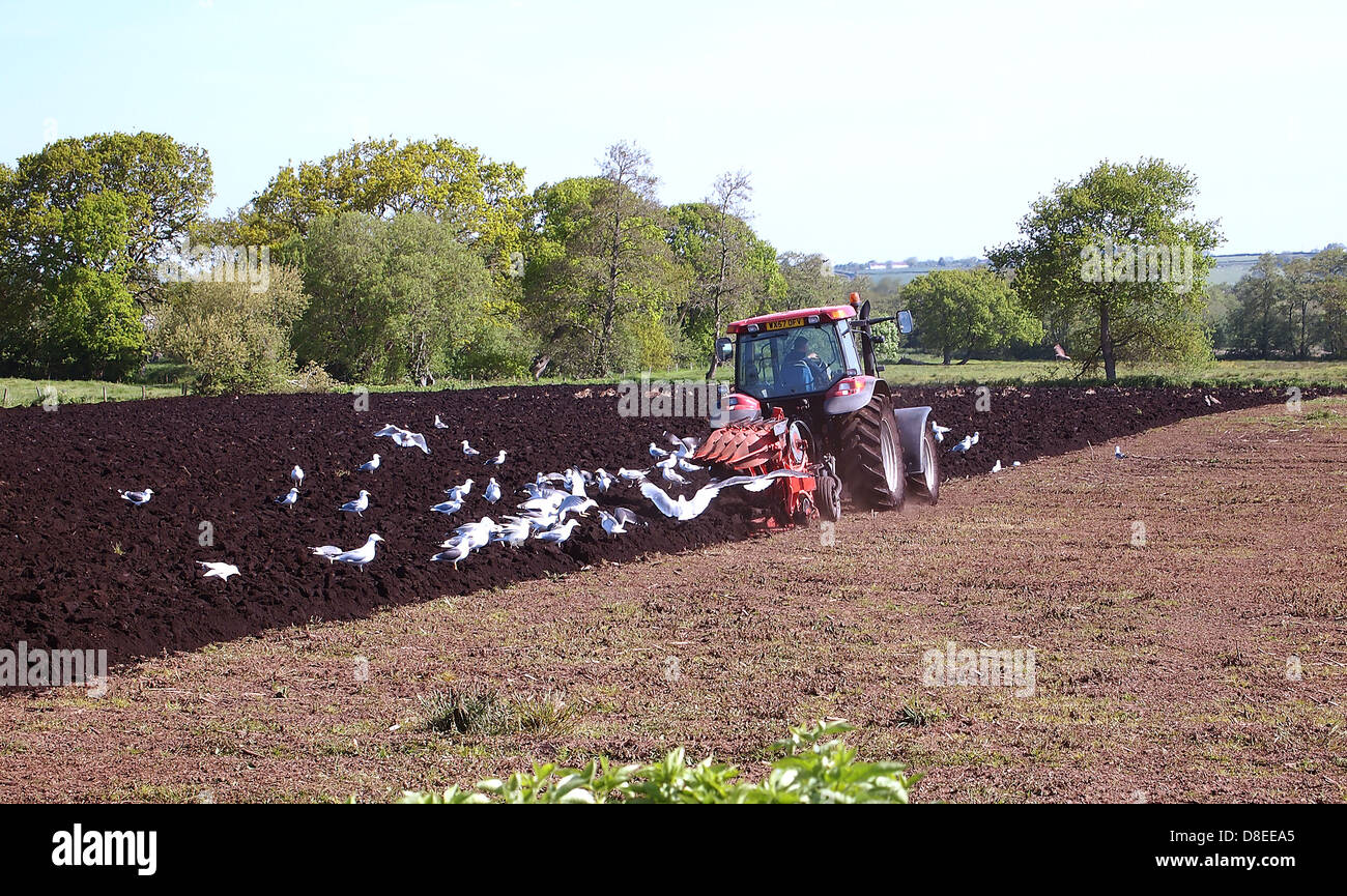 Il contadino arando il suo campo nella torba suoli ricchi di Somerset livelli, seguita da un gregge di gabbiani, Maggio 2013 Foto Stock