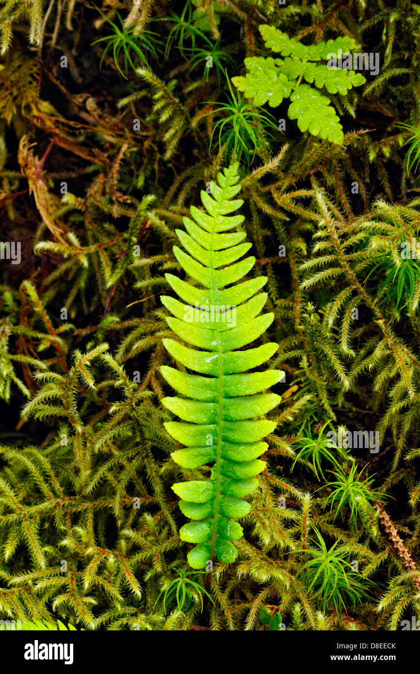 Dettagli della vegetazione nelle foreste pluviali temperate piano- moss e fronde di felce Haida Gwaii, Queen Charlotte Islands, BC, Canada Foto Stock