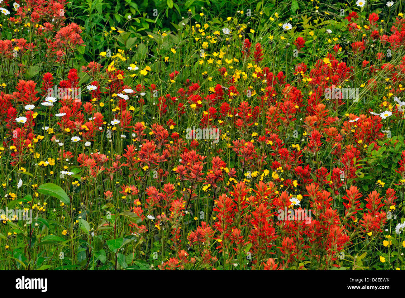 Strada fiori selvaggi- pennello comune renoncules margherite e terrazza, British Columbia, Canada Foto Stock