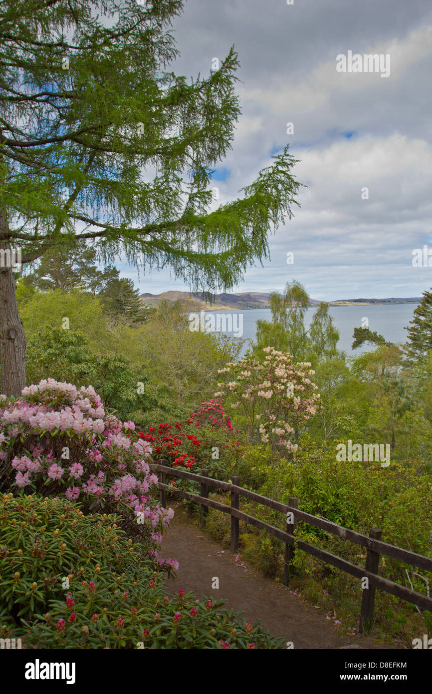 Giardini di INVEREWE in primavera con una grande varietà di piante e alberi WEST COAST Highlands della Scozia Foto Stock