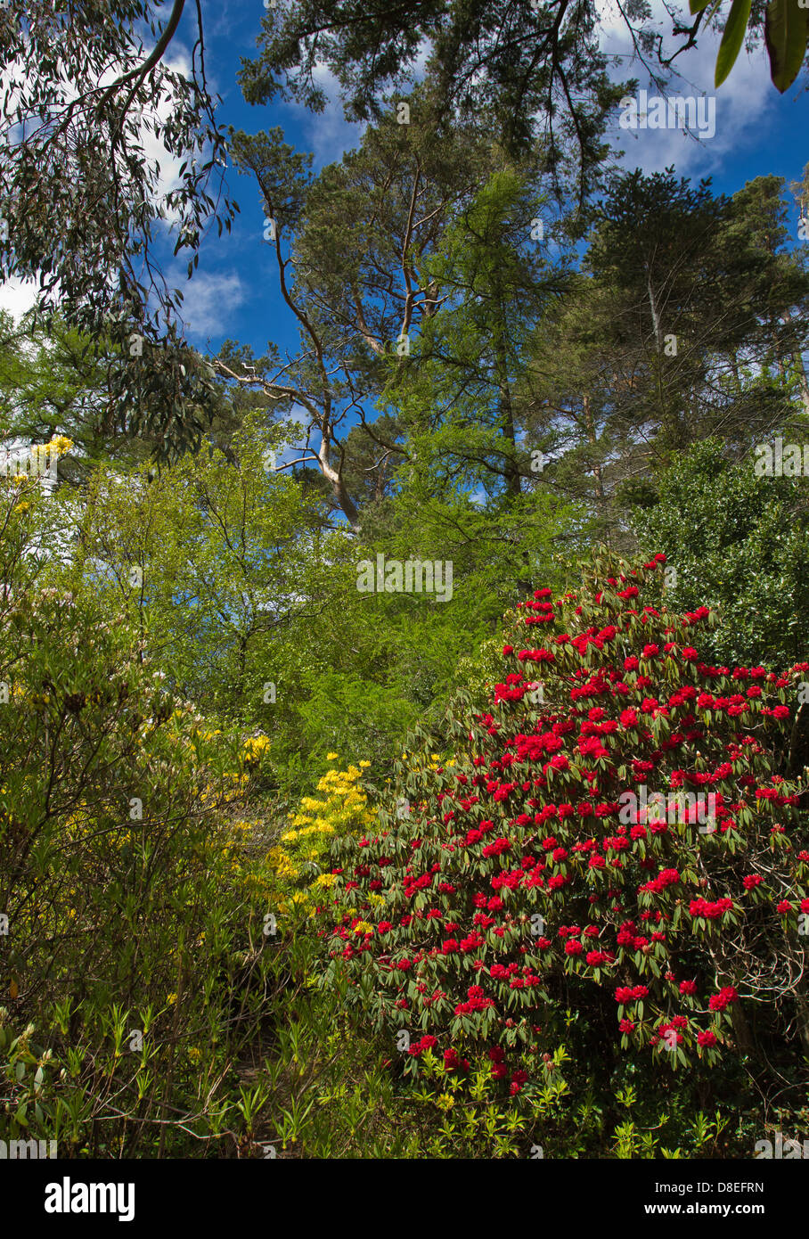 Giardini di INVEREWE in primavera con molte piante e rododendri WEST COAST Highlands della Scozia Foto Stock