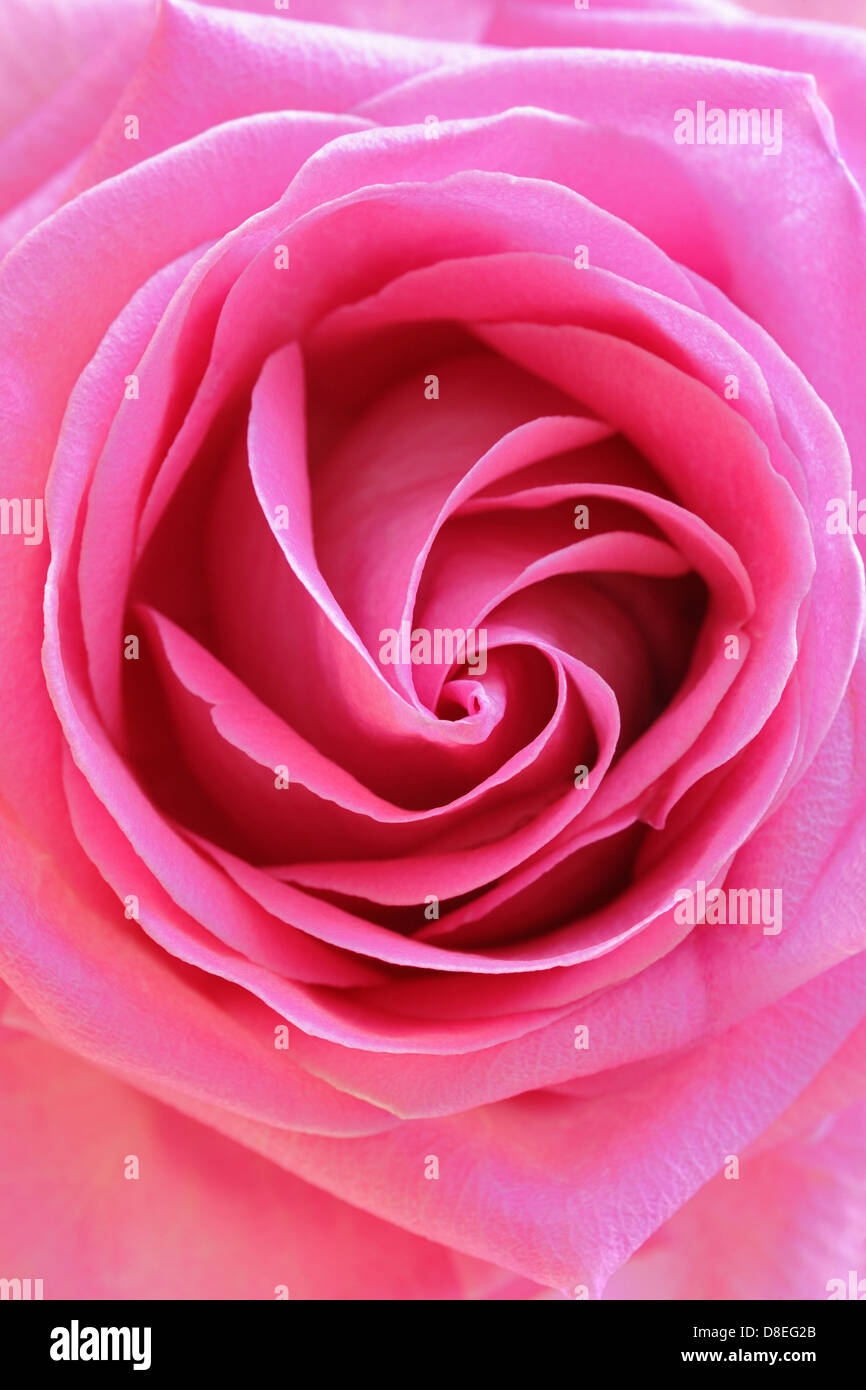 Rosa rosa closeup Foto Stock