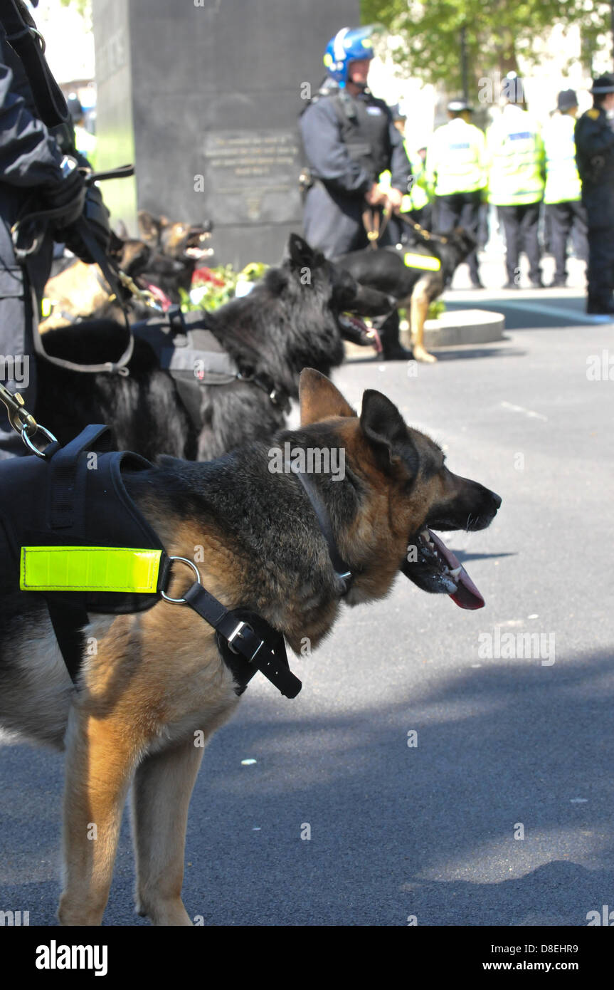 Whitehall, Londra, Regno Unito. Il 27 maggio 2013. I cani di polizia vengono distribuiti presso il contatore manifestazione contro l'EDL su Whitehall. La dimostrazione di EDL richiesto dalla morte del batterista Lee Rigby e una dimostrazione di contatore di causare caos su Whitehall come essi si muovono verso Downing Street. Credito: Matteo Chattle/Alamy Live News Foto Stock