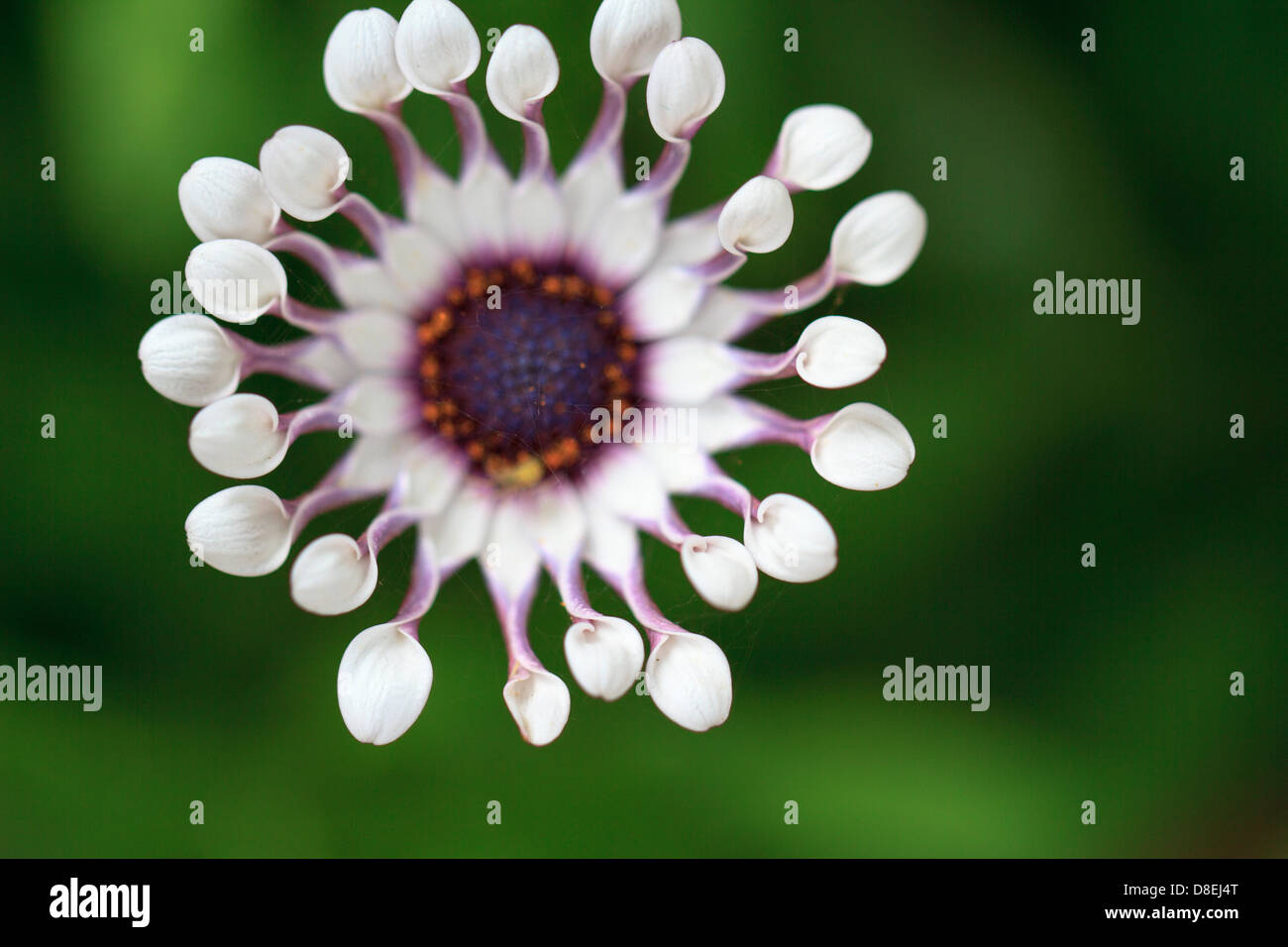 Close-up di Viola Osteospermum Daisy Foto Stock