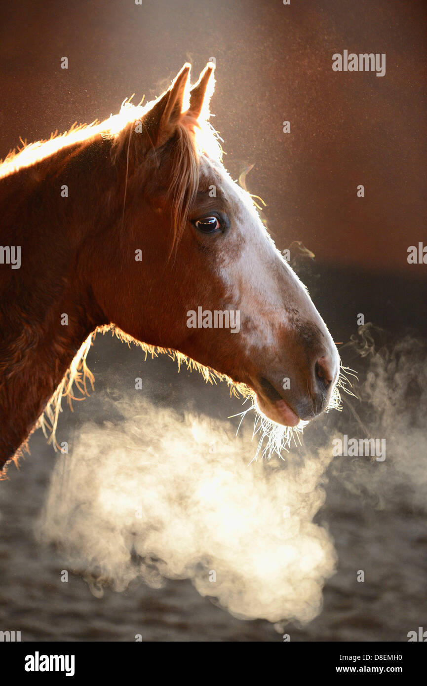 Sudorazione Paint cavallo in una sala di equitazione Foto Stock