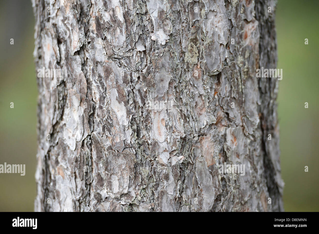 Di Pino silvestre (Pinus sylvestris), macro shot Foto Stock