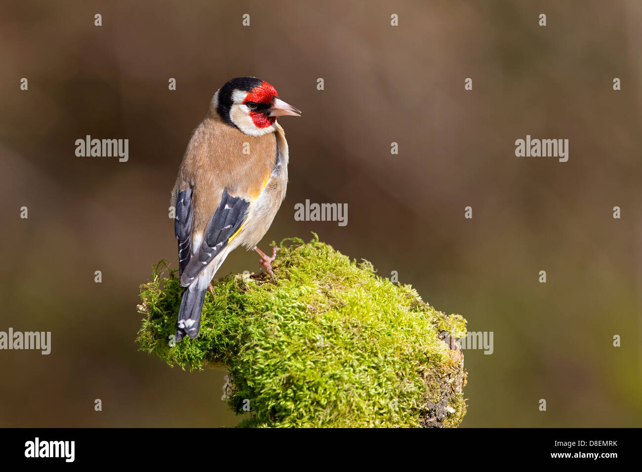 Ritratto di un cardellino Foto Stock