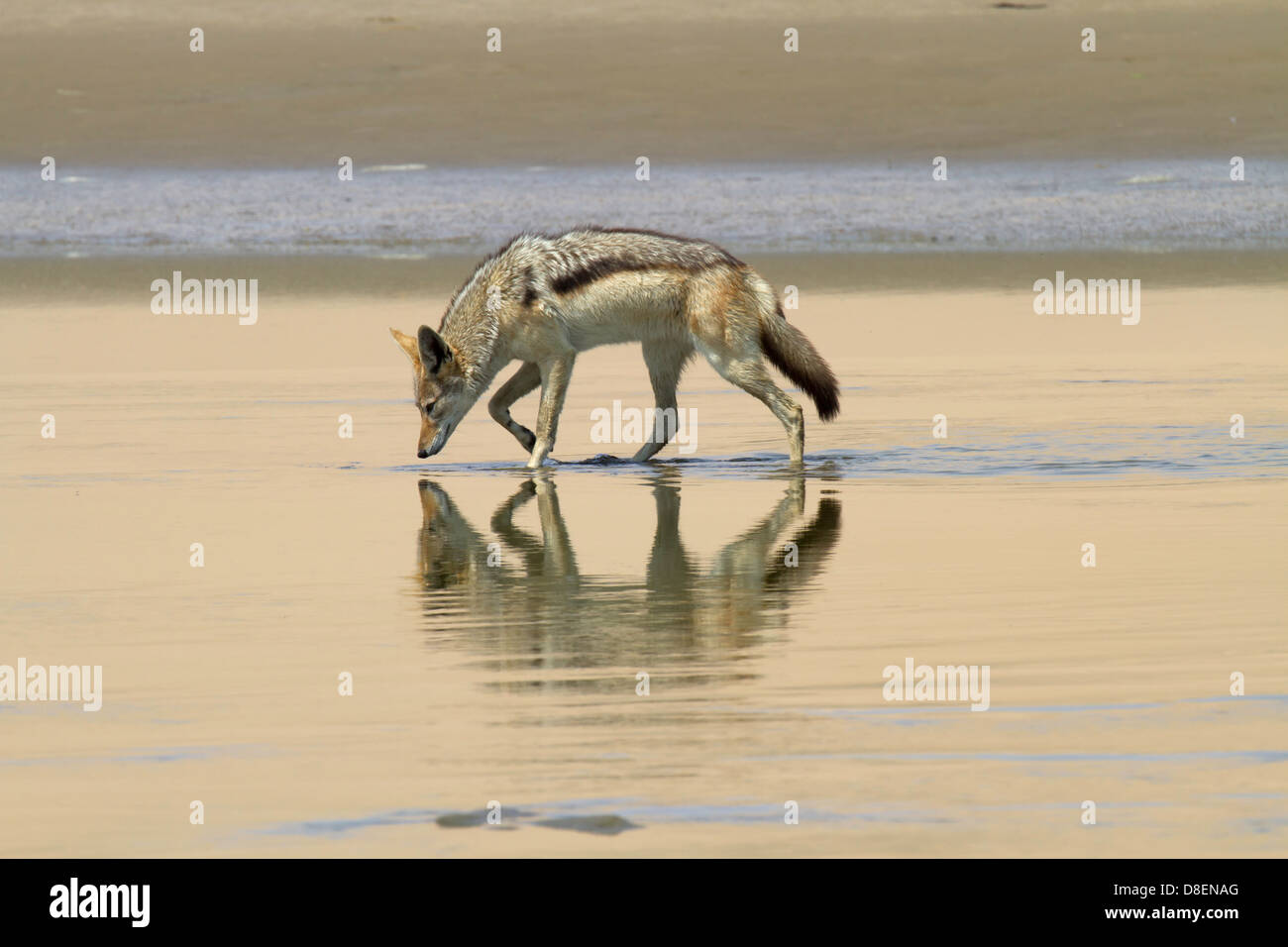 Silver Backed Jackal al Porto di sandwich, Namibia Foto Stock