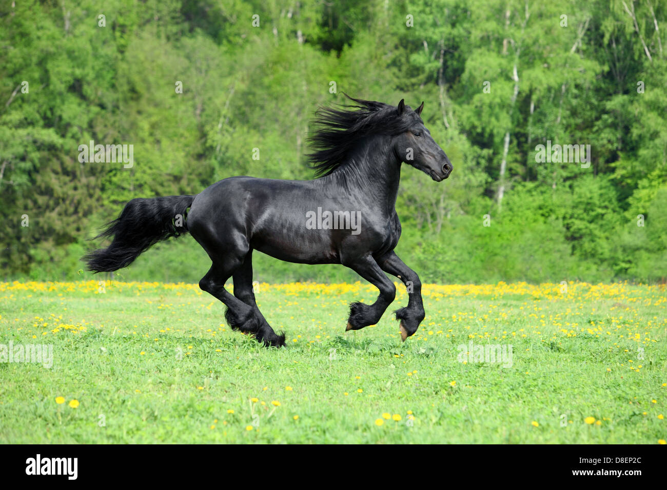 Nero stallone frisone galoppo nel tramonto Foto Stock