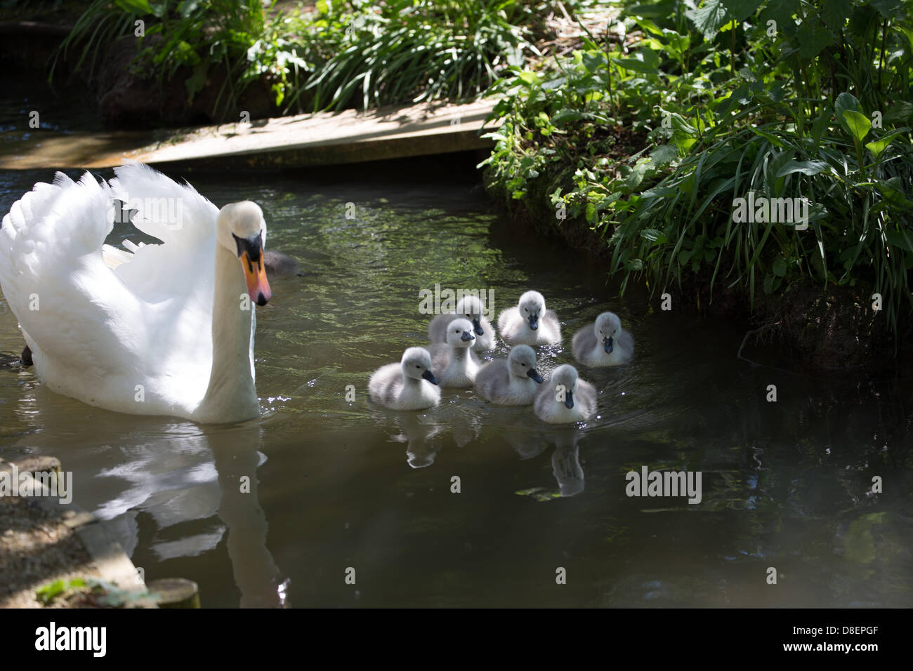 Una madre con il suo bambino cigni nato oltre la banca weekend di vacanza. Abbotsbury Swannery nel Dorset è unico. Questo è il solo posto al mondo dove vi sono in grado di camminare attraverso il cuore di una colonia di nidificazione cigni. Foto Stock