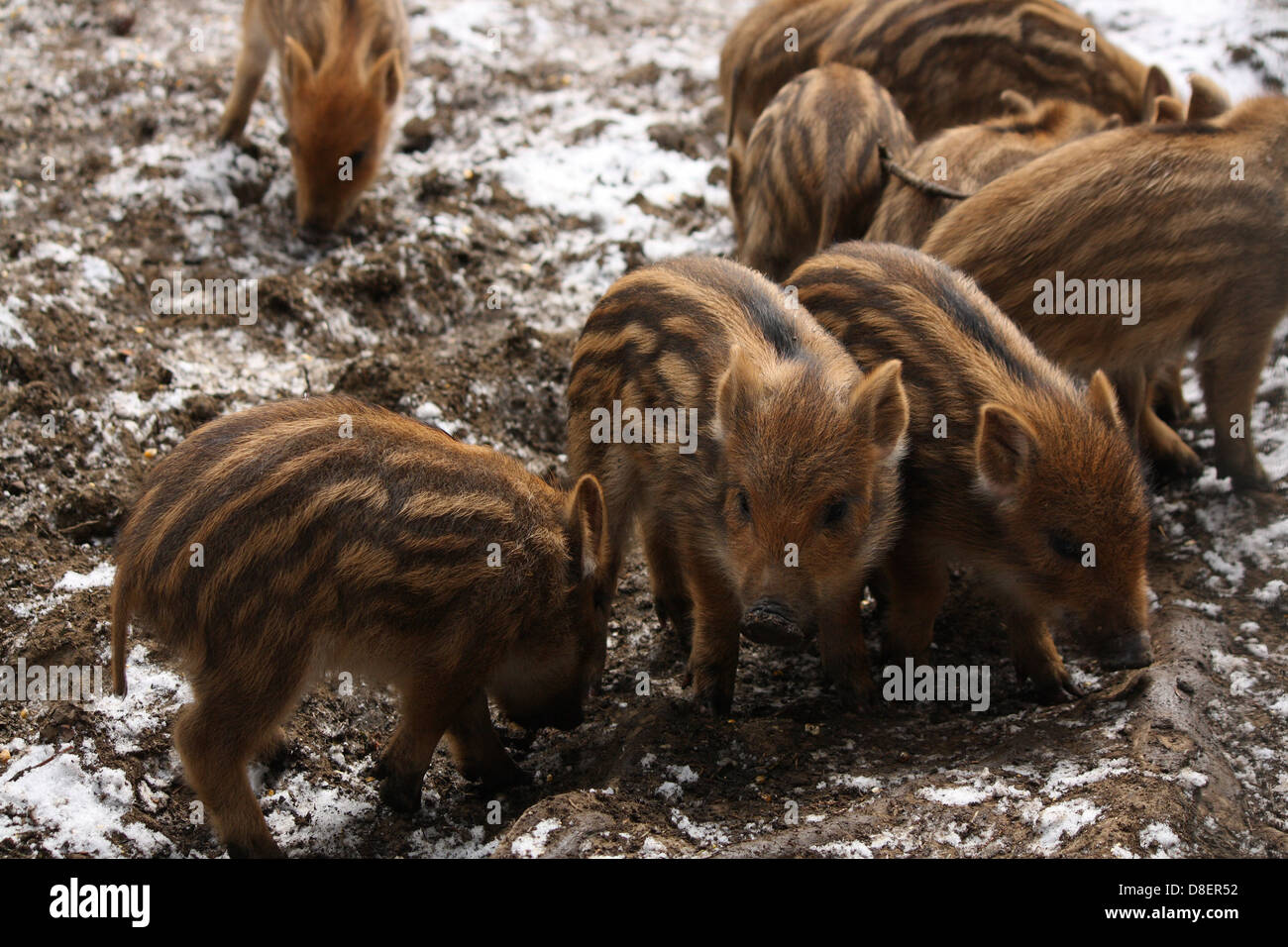 Un gruppo di suinetti di foraggio per il cibo nella neve. Foto Stock