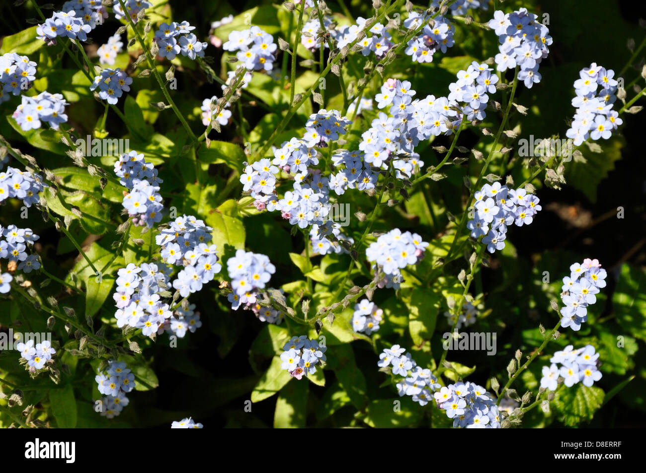 Forget me nots Foto Stock