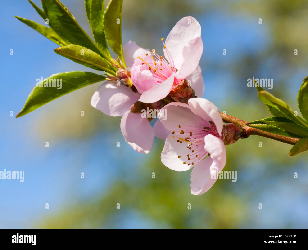 Peach blossom nella giornata di sole. Foto Stock