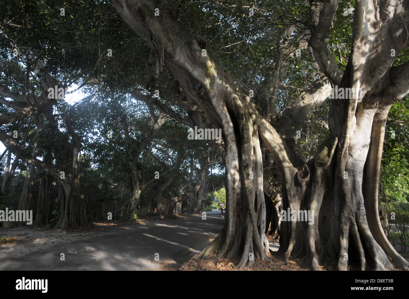 Una persona a piedi lungo il Banyan Street, dal Banyan alberi in Boca Grande, Florida Foto Stock