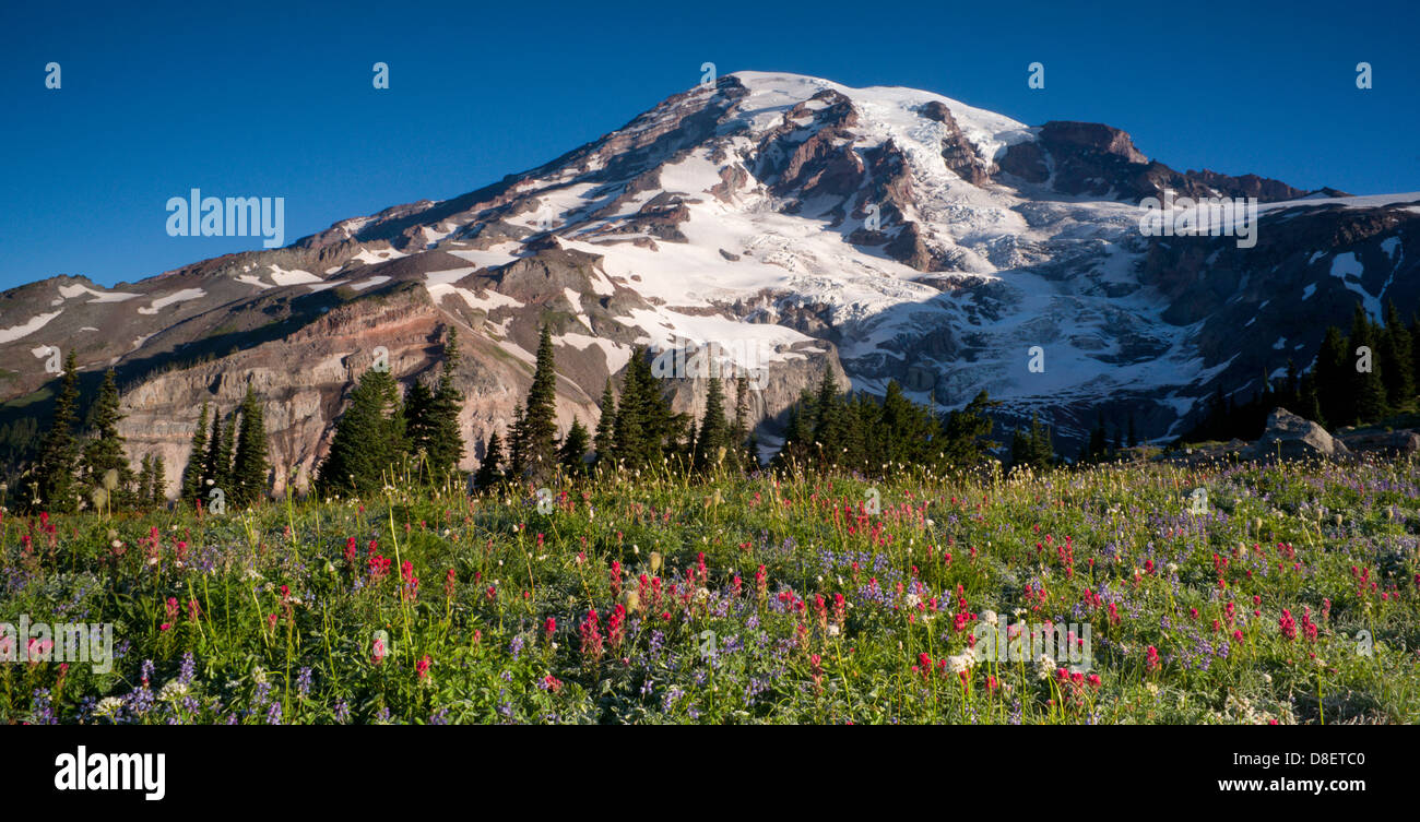 Mt. Rainier e fiori selvatici in fiore parco nazionale dello Stato di Washington Foto Stock