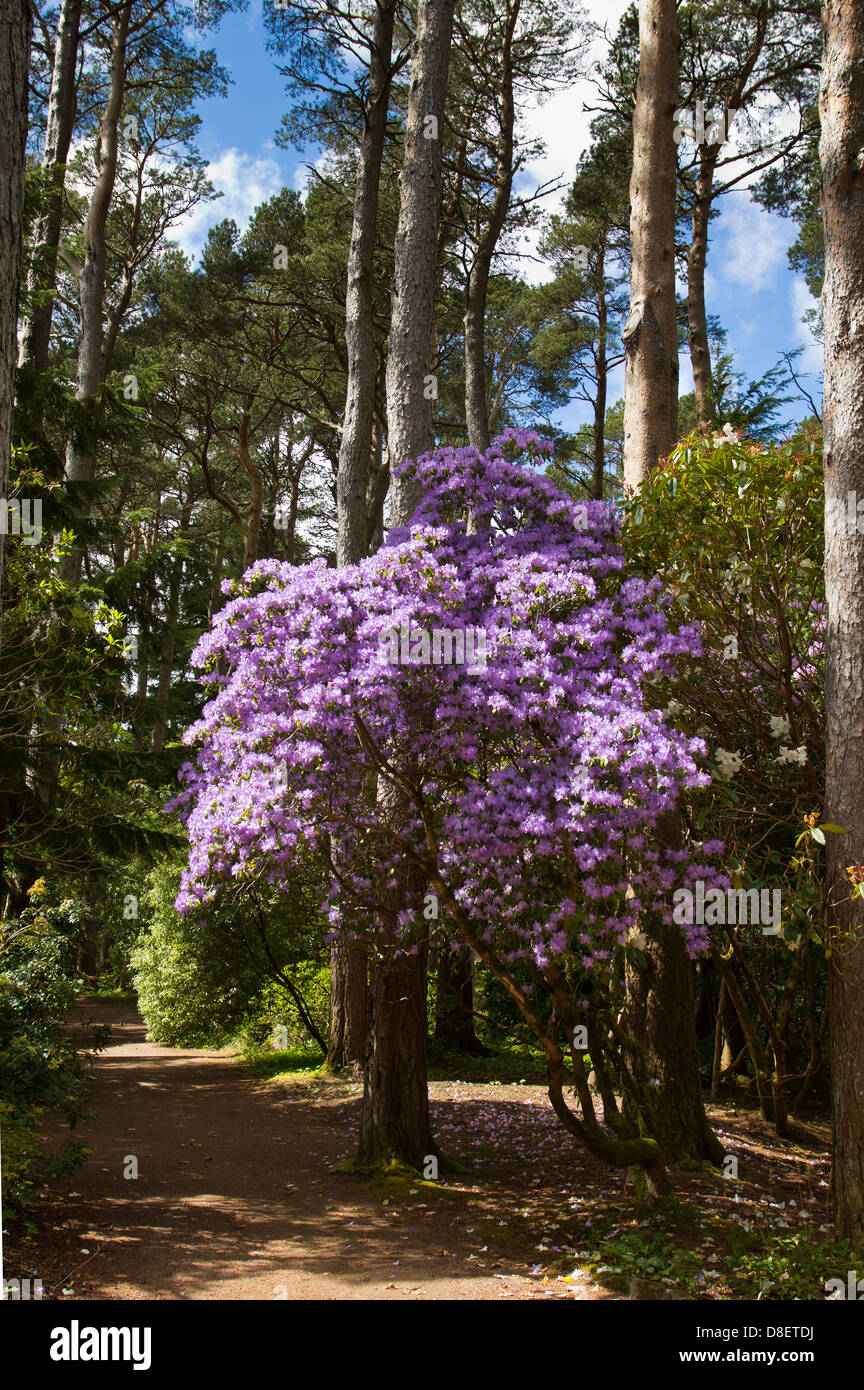 Giardini di INVEREWE in primavera con una vasta varietà di piante di alberi ed arbusti WEST COAST Highlands della Scozia Foto Stock