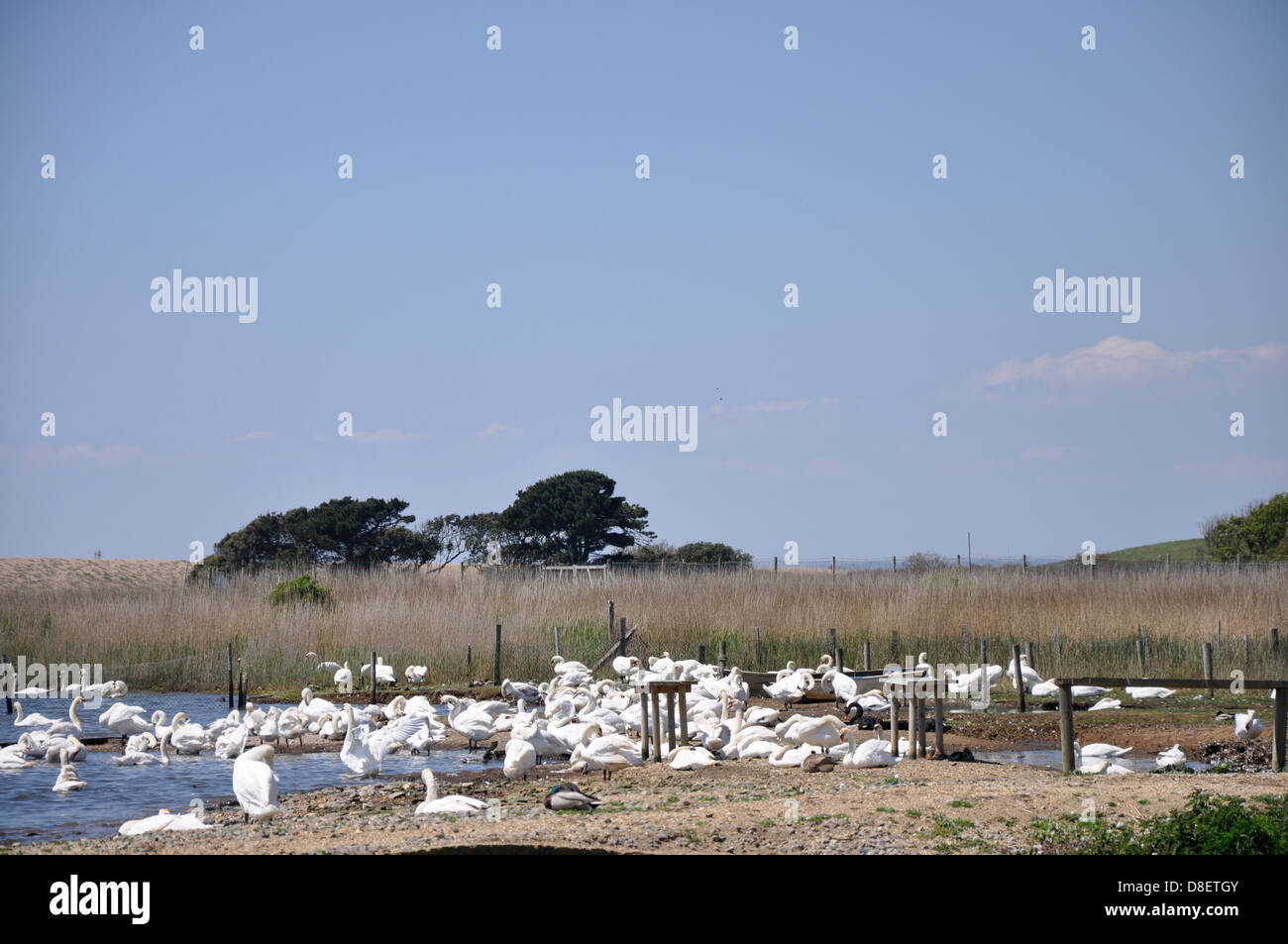 Cigno (Cygnus olor), Abbotsbury Swannery, Dorset Foto Stock