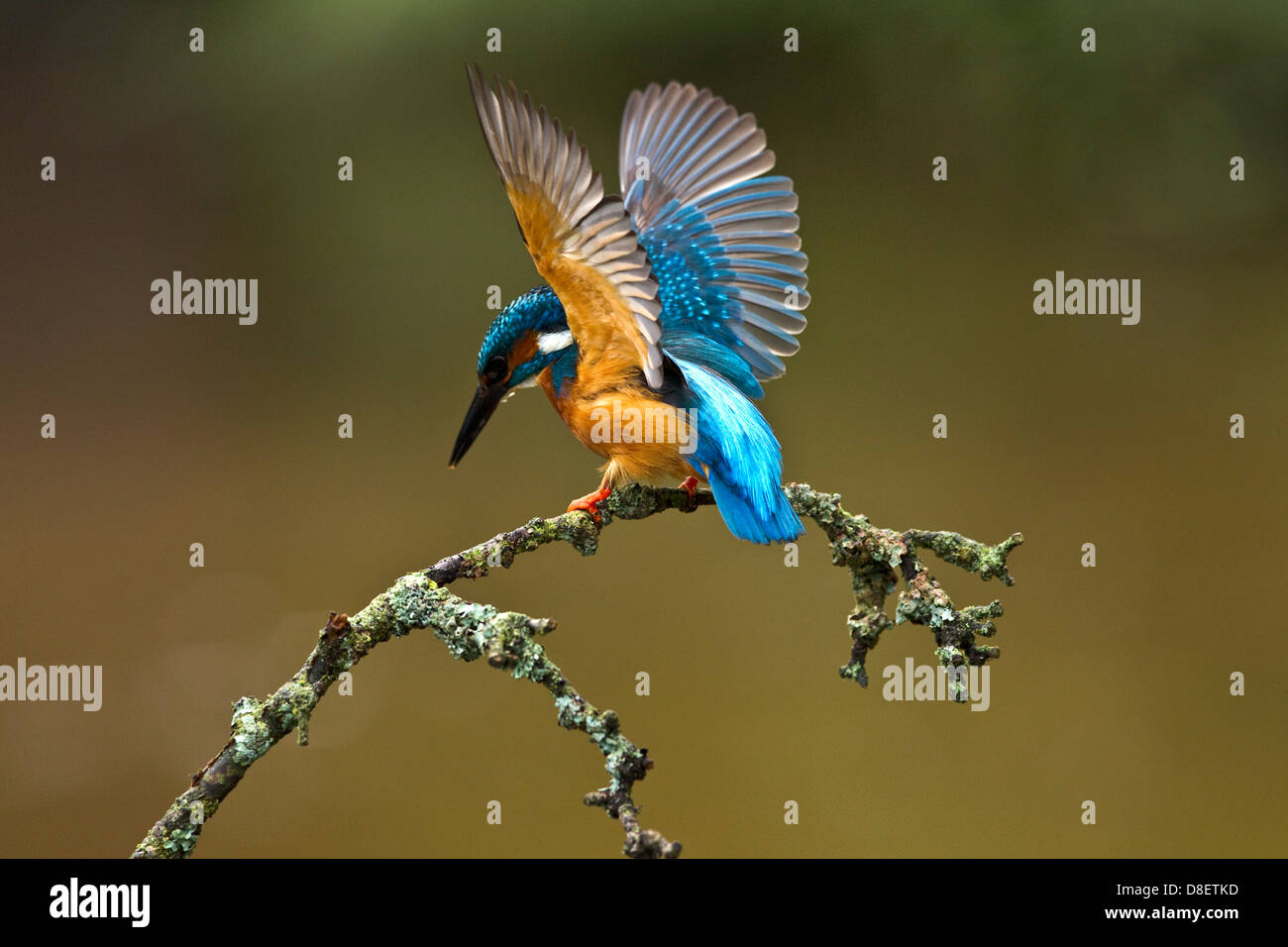 Kingfisher arroccato e avvisare circa a immergersi a una spia di alimentazione Foto Stock