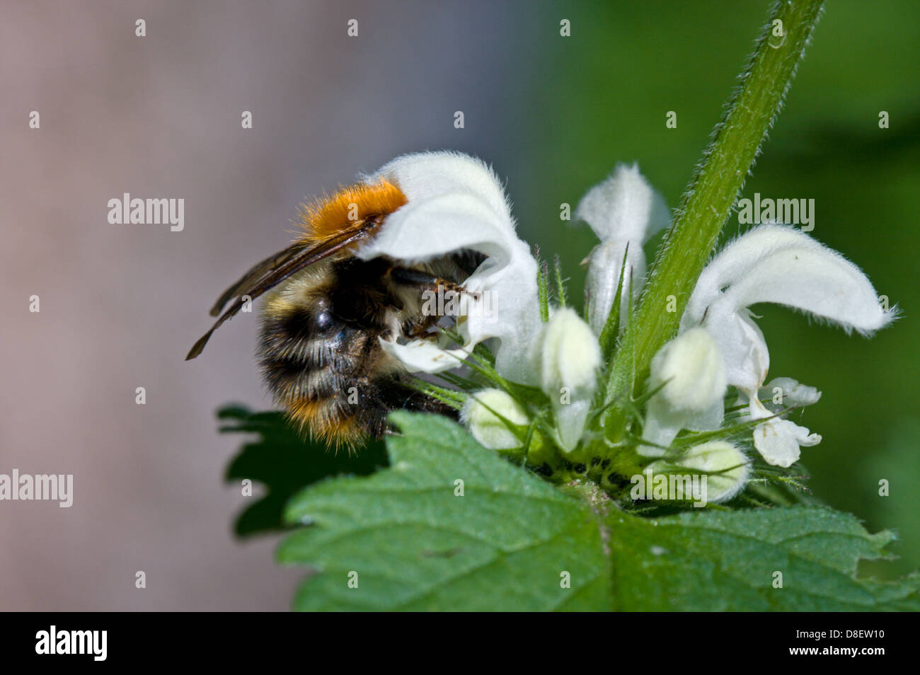 Bumblebee sul fiore bianco di ortica Foto Stock