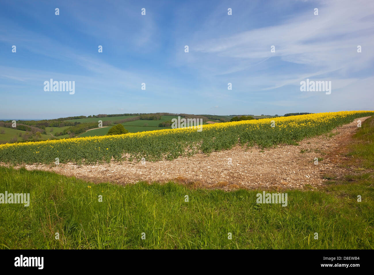 Il paesaggio agricolo con dolci colline e fioritura di colture di canola nel Yorkshire wolds, Inghilterra sotto un vago blue sky. Foto Stock