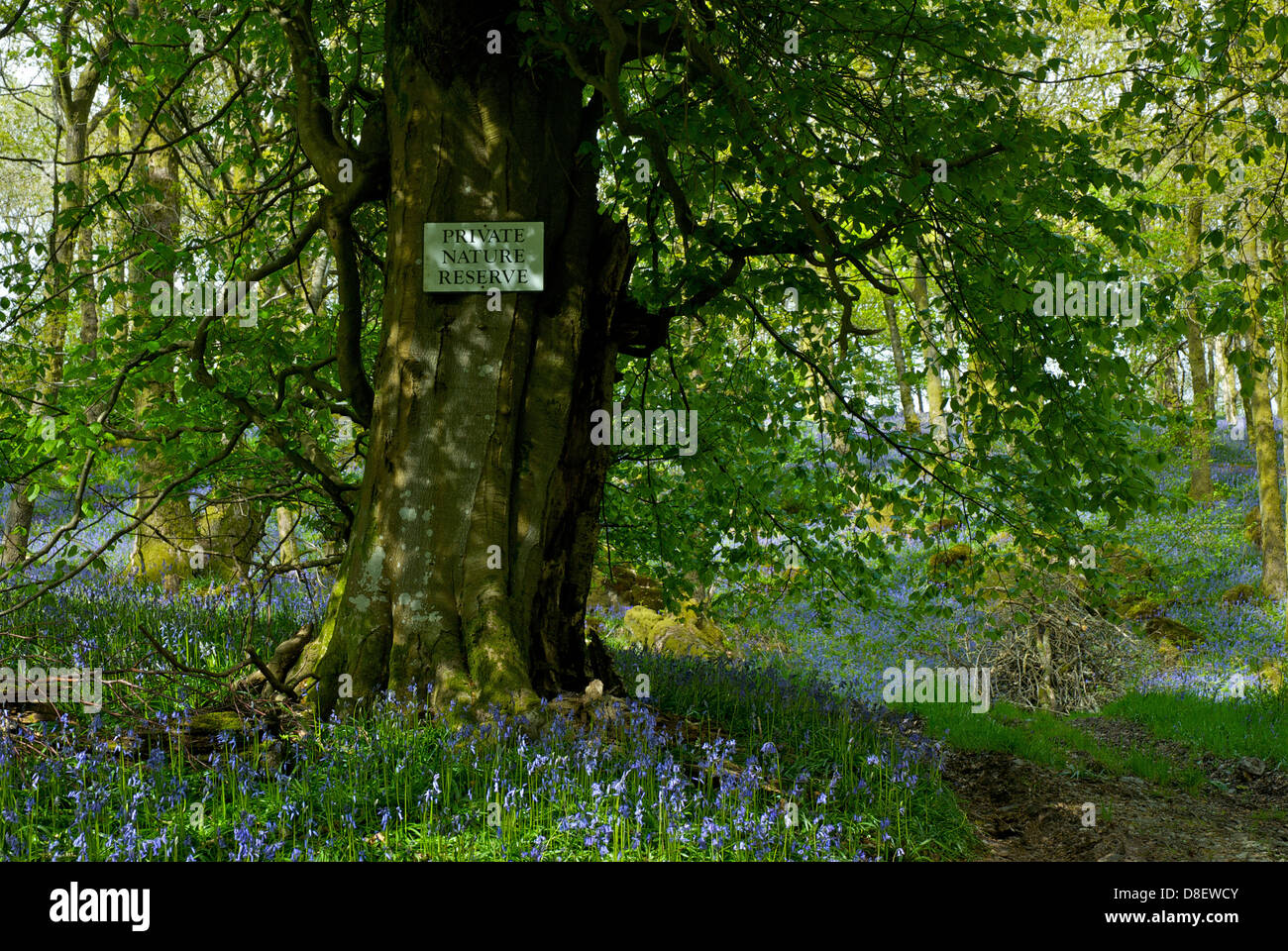 Segno nella riserva naturale privata, bosco vicino Staveley, Parco Nazionale del Distretto dei Laghi, Cumbria, England Regno Unito Foto Stock
