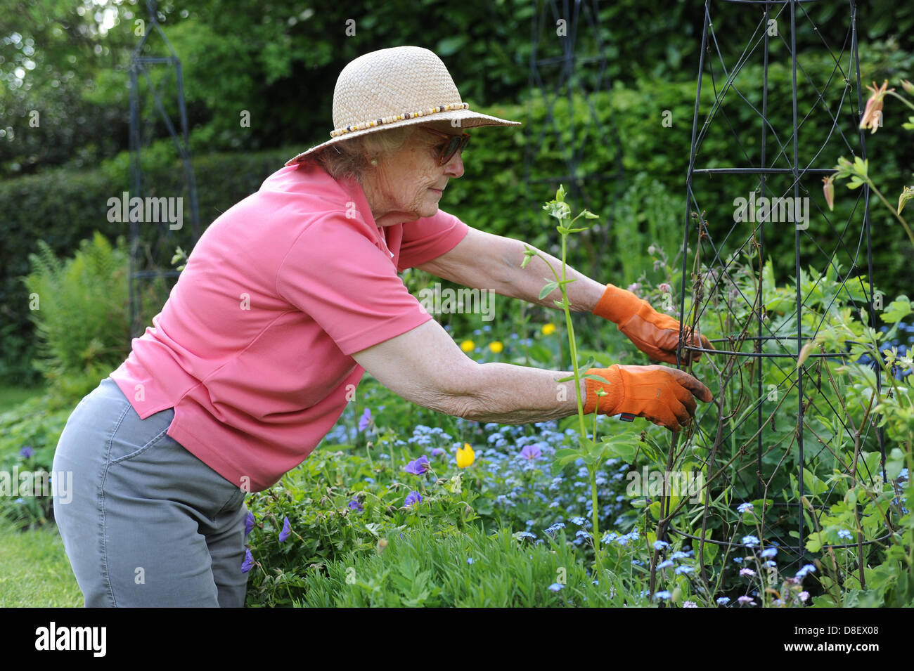 77 anno vecchia signora titolare di pensione o di rendita di potatura e ripulendo dalle erbacce nel suo giardino di casa nel North Yorkshire, Regno Unito Foto Stock