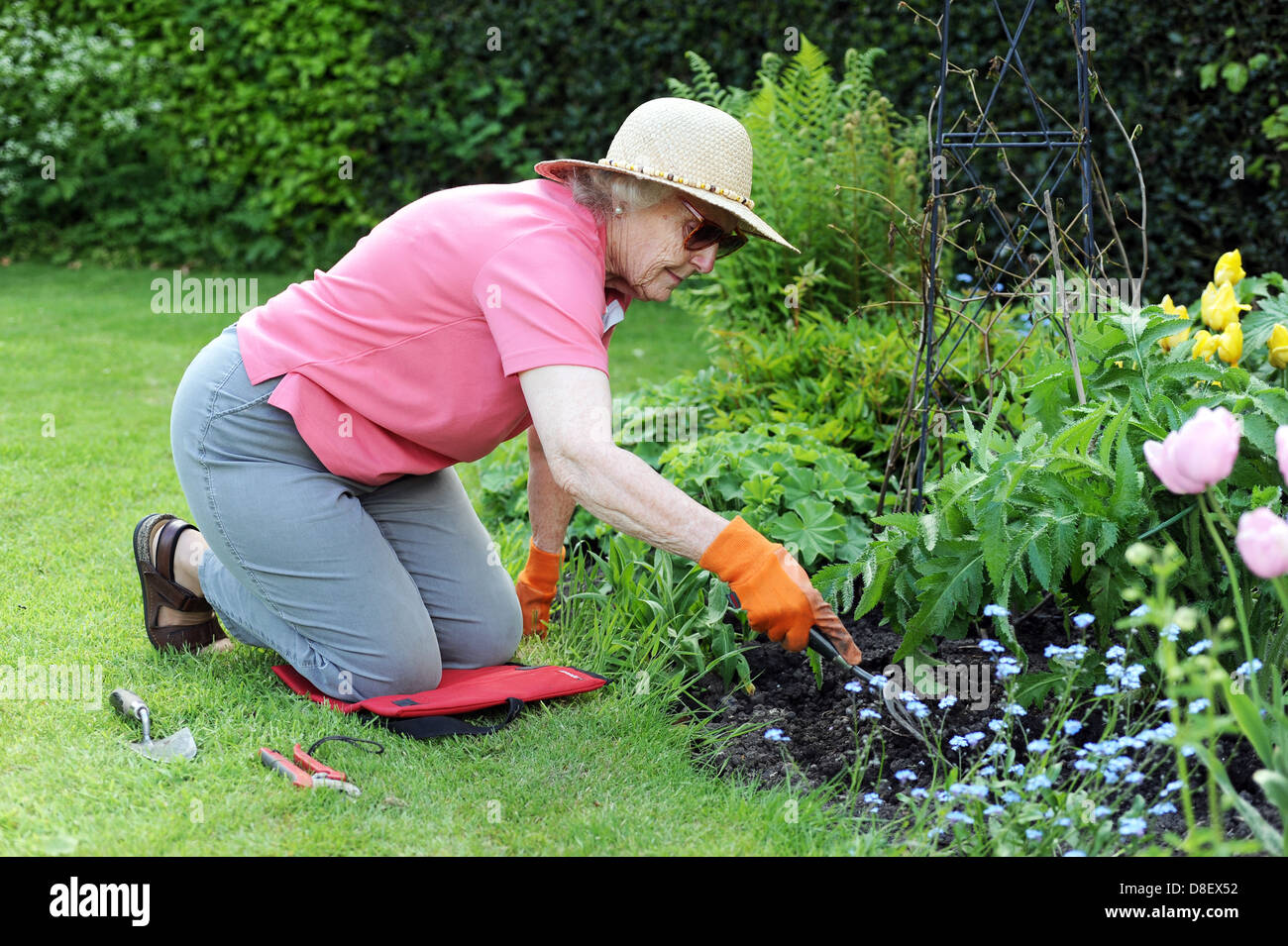 77 anno vecchia signora titolare di pensione o di rendita di potatura e ripulendo dalle erbacce nel suo giardino di casa nel North Yorkshire, Regno Unito Foto Stock