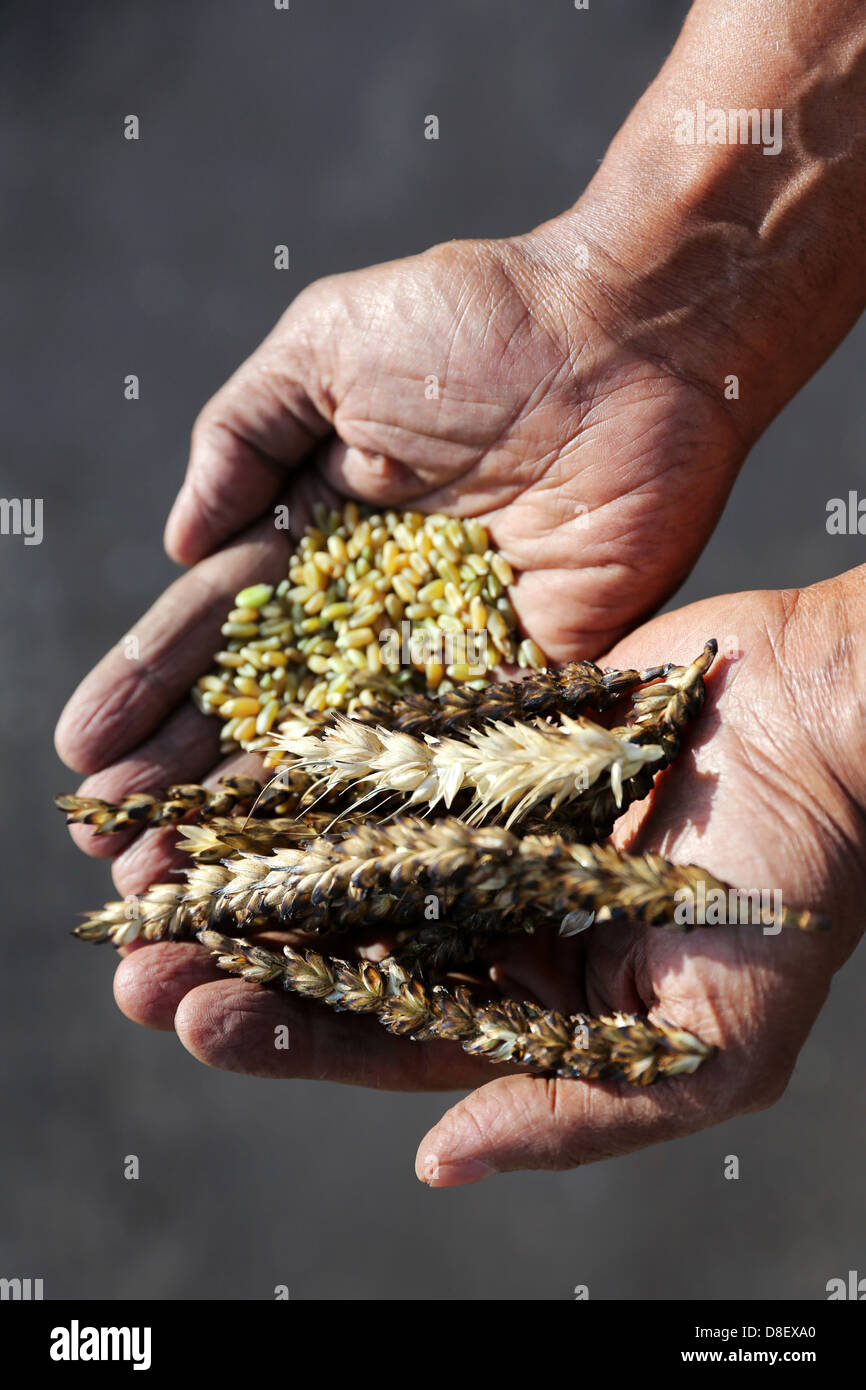 Mano con Farik torrefatto grano verde, Egitto Foto Stock