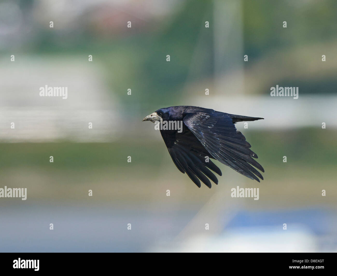 Rook in volo Foto Stock