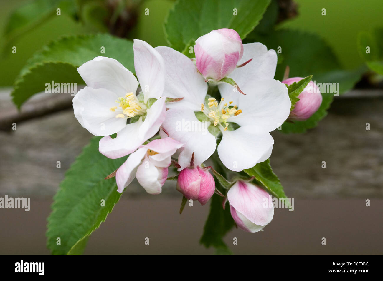 Malus domestica " Signore " Lambourne. Apple Blossom in primavera addestrati contro un traliccio di legno. Foto Stock