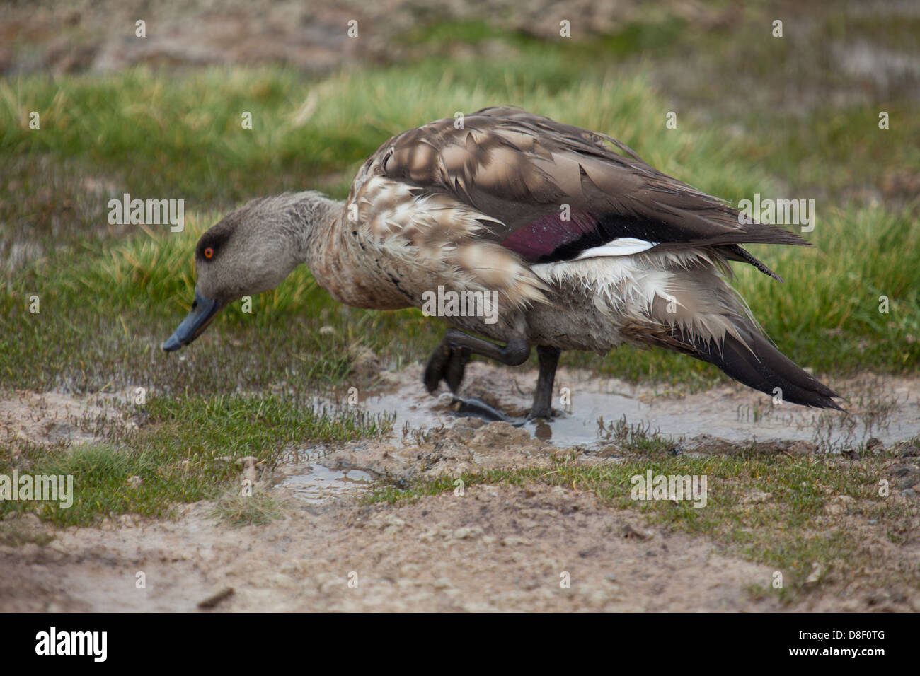 South American Crested Duck alimenta sull'altipiano della Bolivia Foto Stock