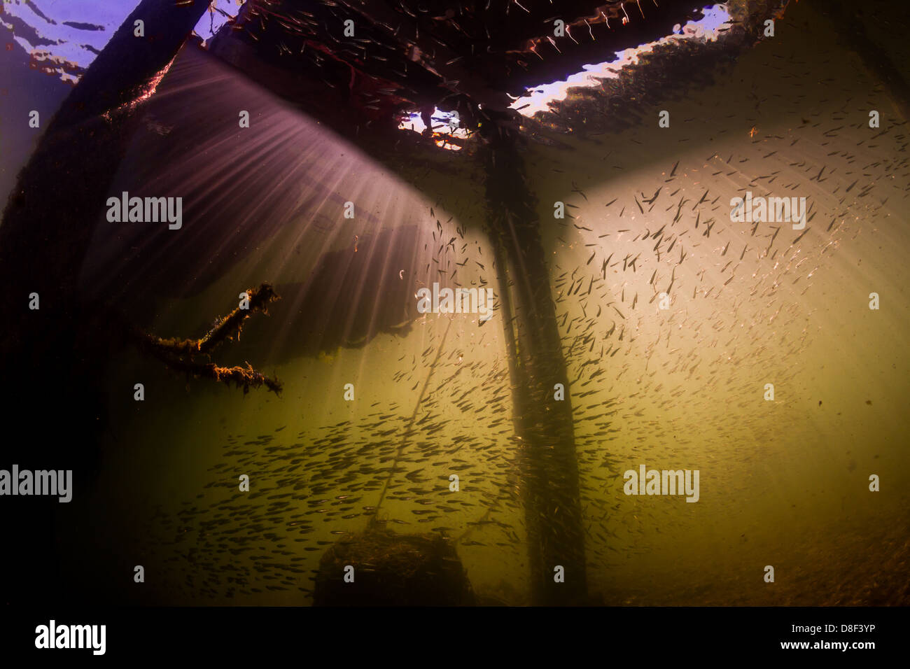 I raggi di luce focalizzata attraverso intercapedini in assi di legno su un molo luce il sentiero del passaggio di un scuola di minnows. Foto Stock