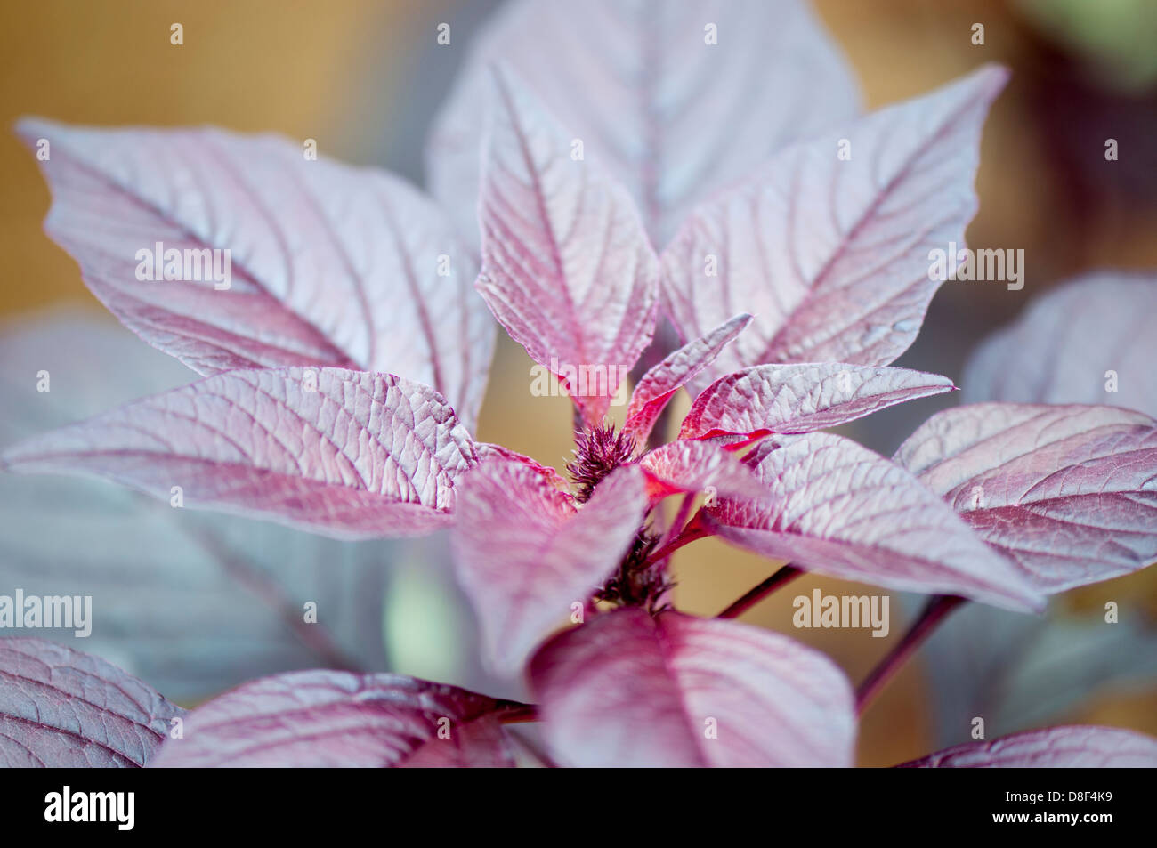 Red spinaci, Amaranthus dubius, India Foto Stock