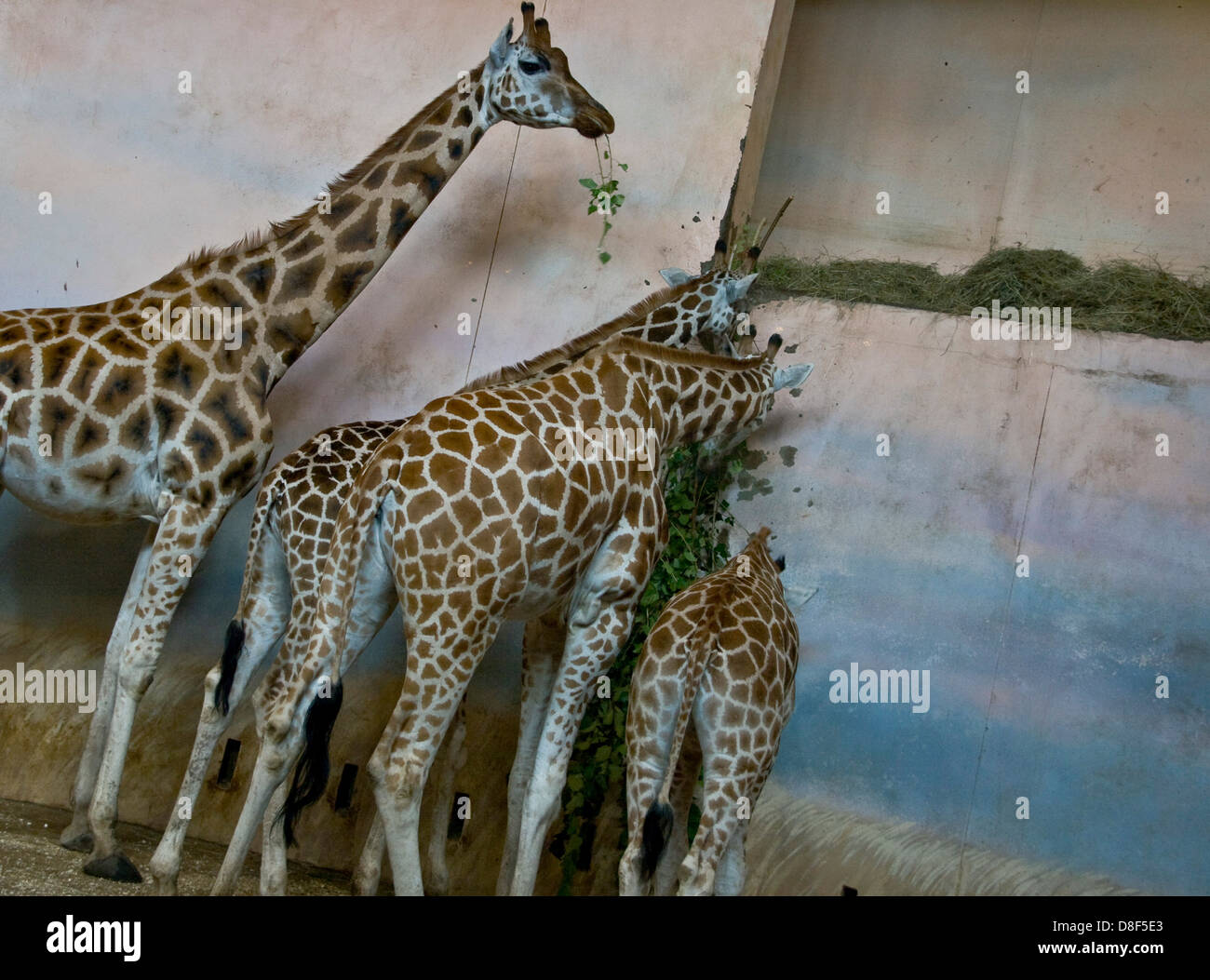 Gruppo di giraffe alimentazione animale di mangiare al chiuso Foto Stock