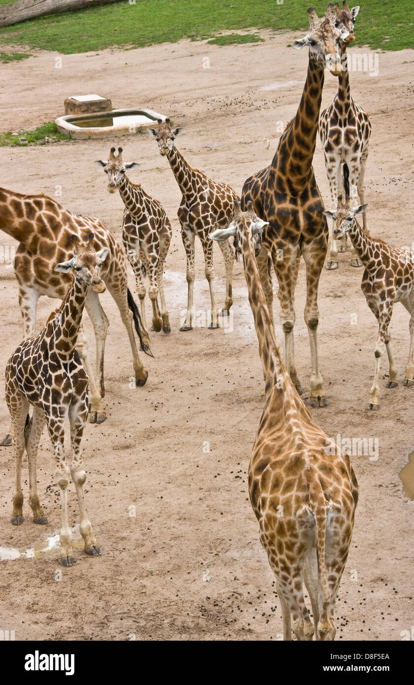 Gruppo di curiose giraffe allo Zoo di Praga Repubblica Ceca Europa Foto Stock